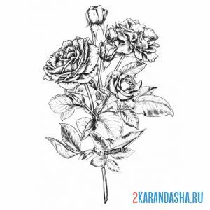 Раскраска шикарная ветка розы онлайн