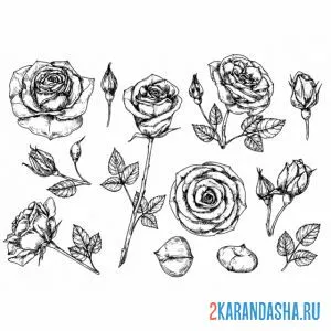 Раскраска разные розы на листке онлайн