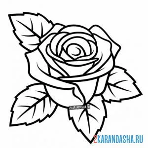 Раскраска самая красивая роза онлайн