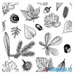 Раскраска разные листья онлайн