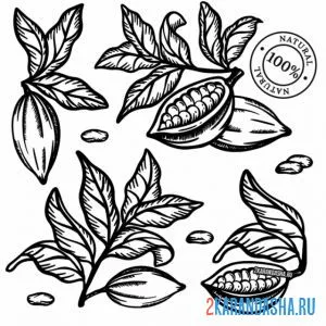 Раскраска какао бобы листья онлайн