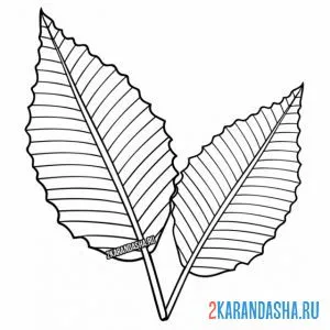 Раскраска два листочка с дерева онлайн