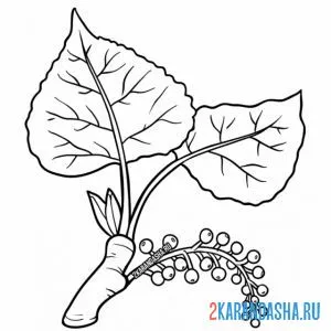 Раскраска черный тополь листья онлайн