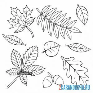 Раскраска набор разных листьев онлайн