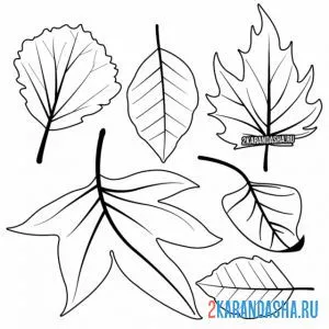 Раскраска разные листы на одном листочке онлайн