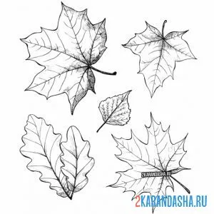 Раскраска листья с дерева онлайн