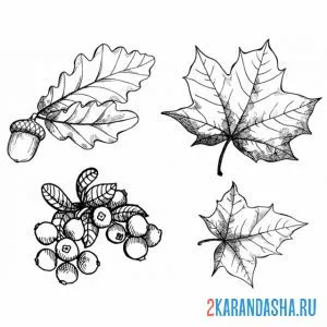 Распечатать раскраску осенние листья на листе на А4