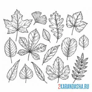 Раскраска листья в школу онлайн