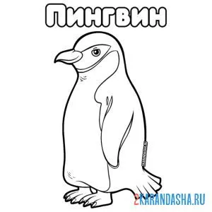 Раскраска пингвин забавный онлайн