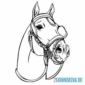 Раскраска голова коня лошади онлайн
