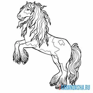 Раскраска лошадь породистая онлайн