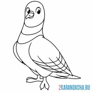 Раскраска голубь заинтересованный онлайн