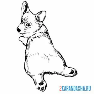 Раскраска щенок корги балдеет онлайн