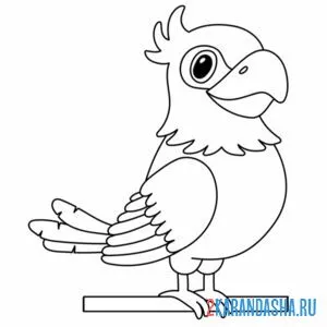 Раскраска миленький попугай онлайн