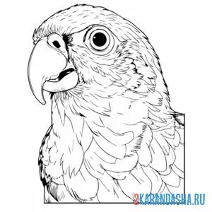 Раскраска голова попугая онлайн