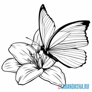 Распечатать раскраску бабочка села на цветок на А4