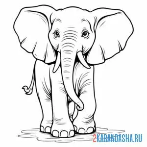 Раскраска слон в возрасте онлайн