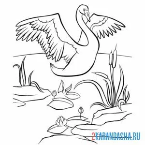 Раскраска лебедь на пруду онлайн