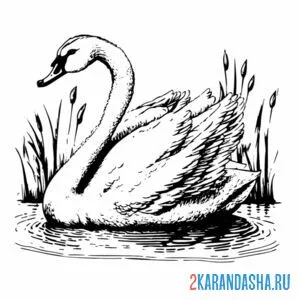 Раскраска лебедь штриховой рисунок онлайн