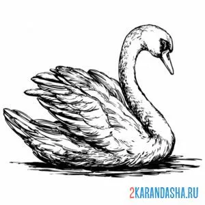 Раскраска лебедь на воде онлайн