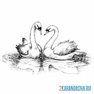 Распечатать раскраску семейная пара лебедей на А4