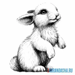 Раскраска заяц на фото онлайн