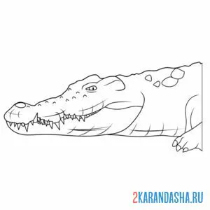 Распечатать раскраску фото крокодила на А4