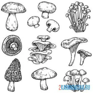 Распечатать раскраску набор лесных грибов на А4