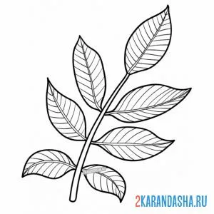 Онлайн раскраска веточка с листьями 7 листочков