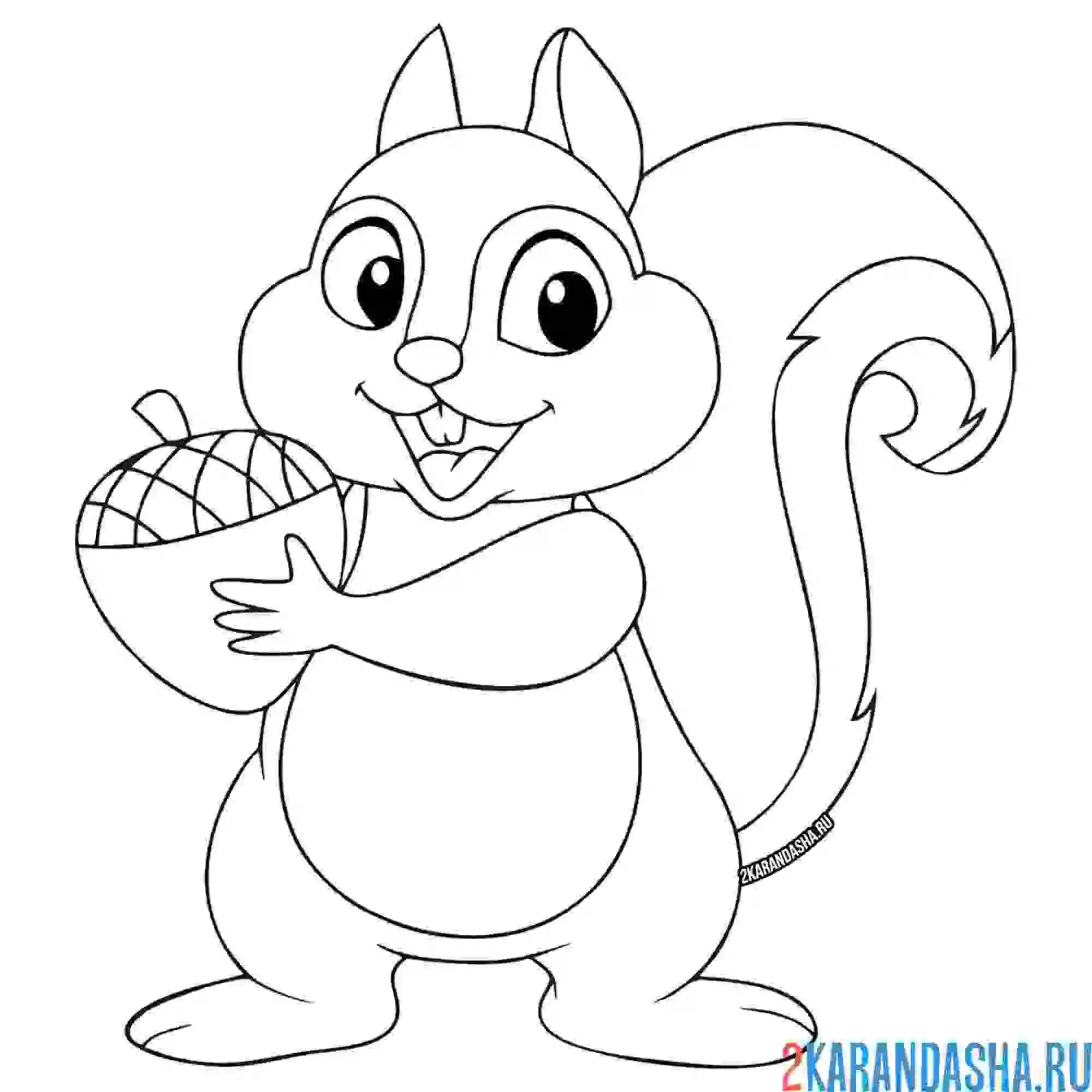 Раскраска бельчонок пушистый с орехом