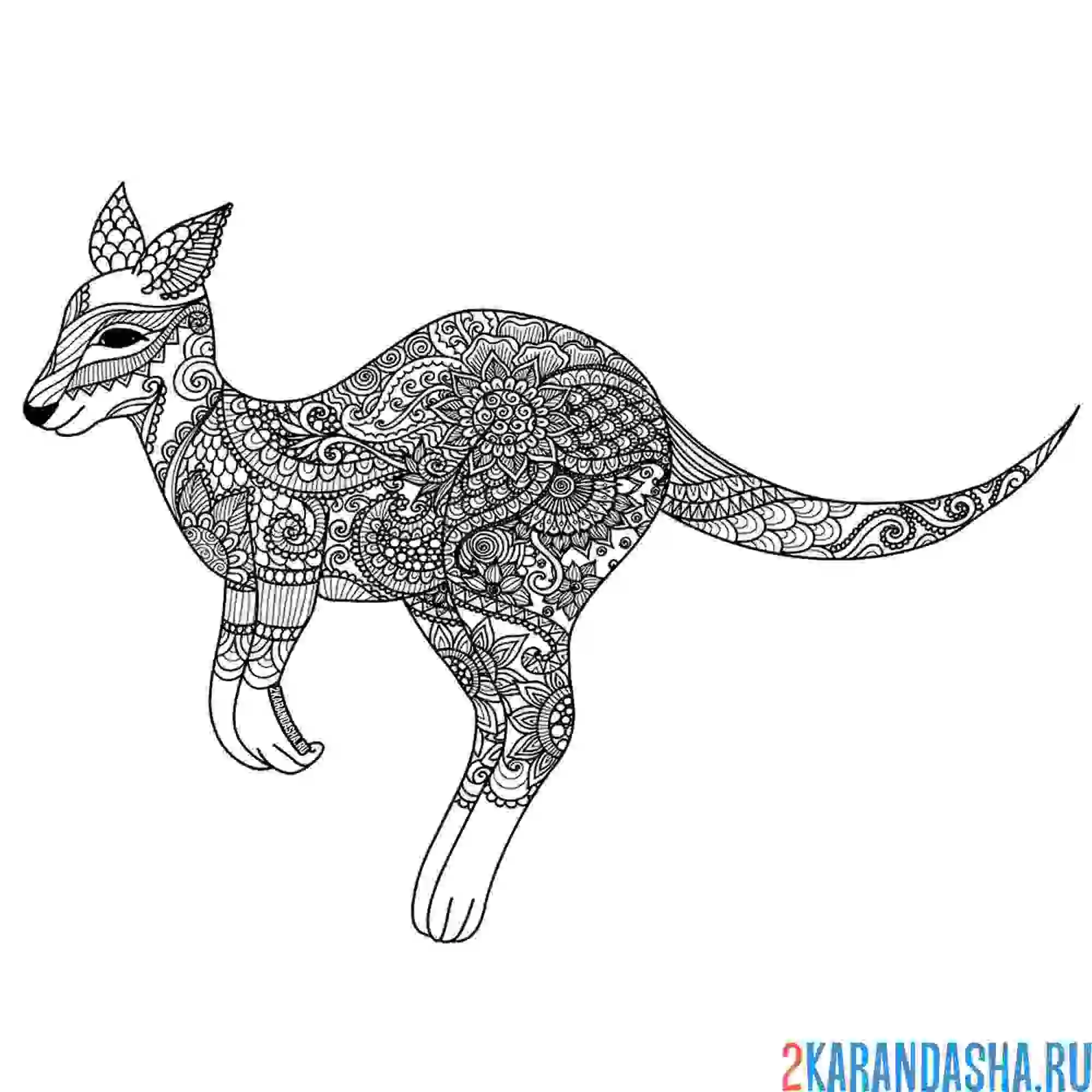Раскраска кенгуру