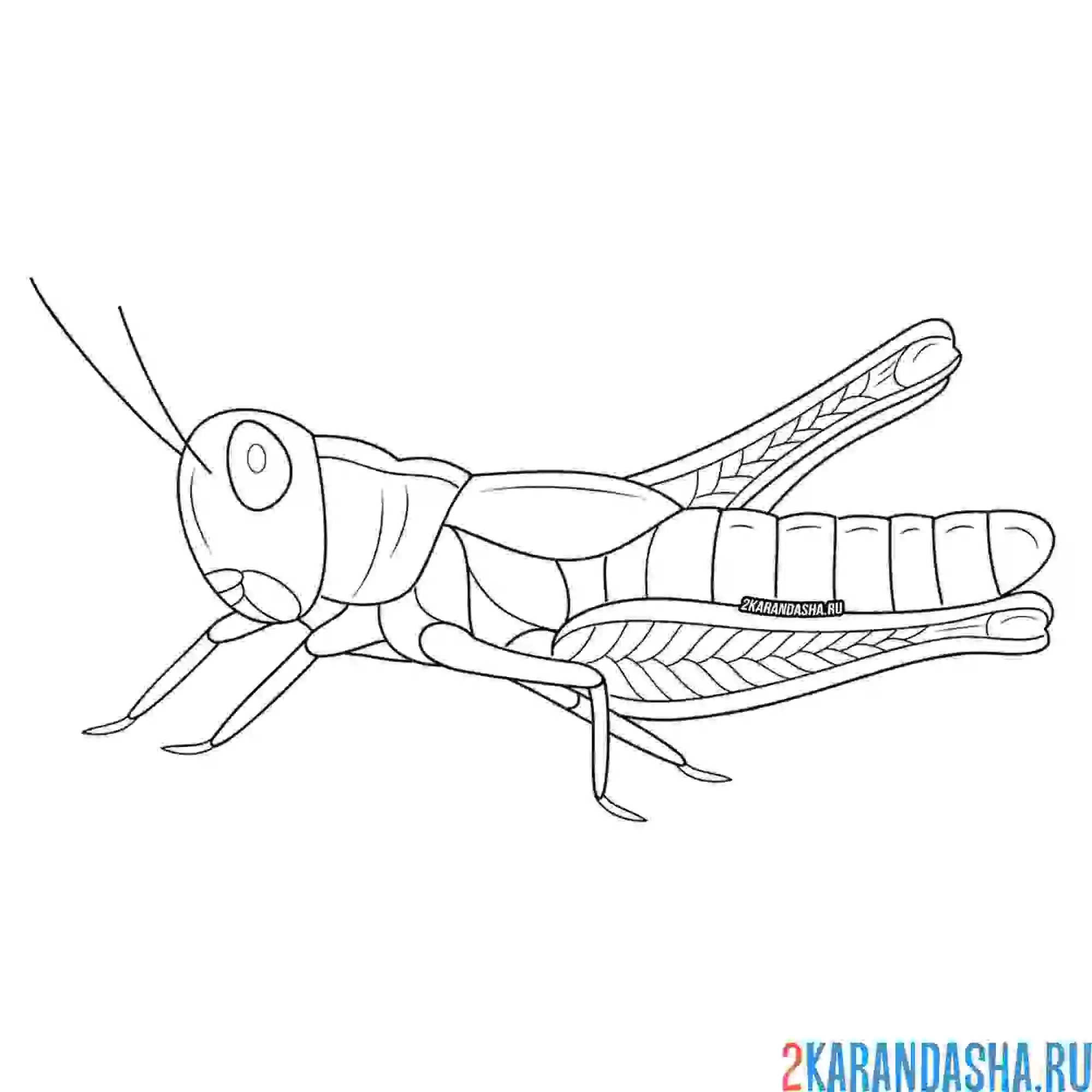 Раскраска настоящий кузнечик