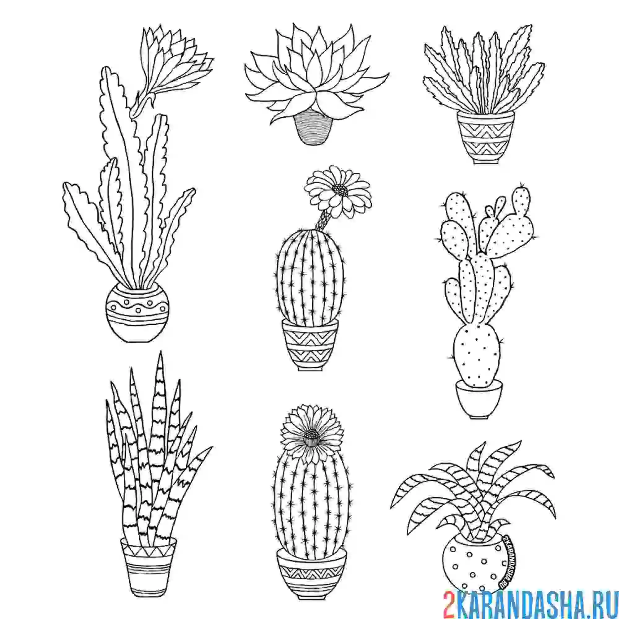 Раскраска разные домашние цветы