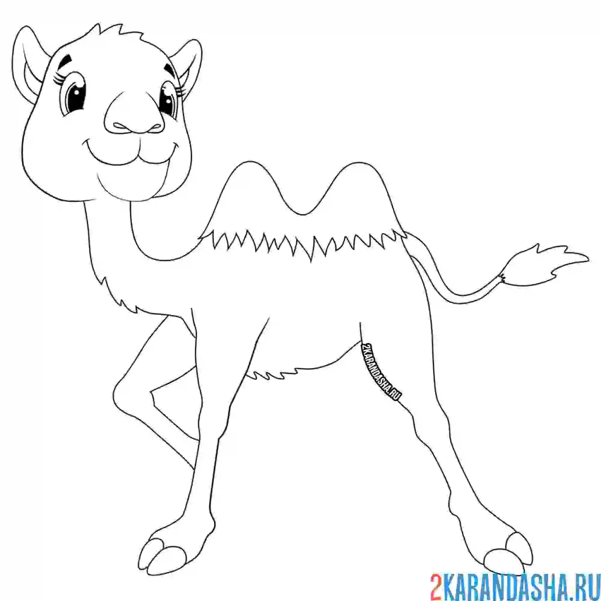 Раскраска игривый верблюжонок