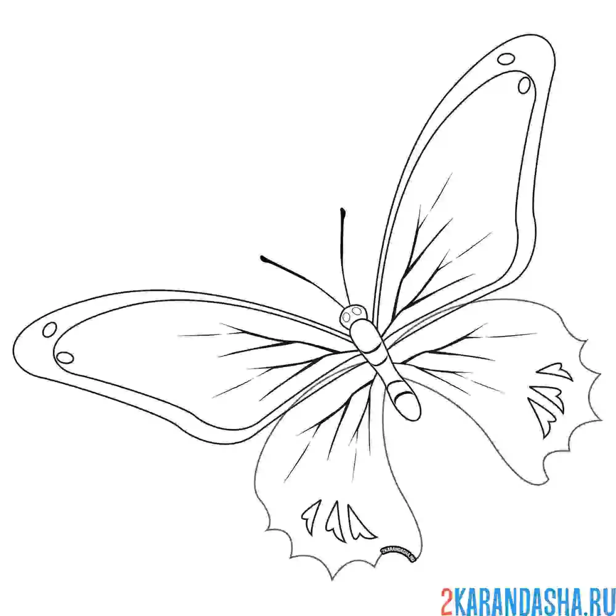 Раскраска бабочка с красивыми крыльями