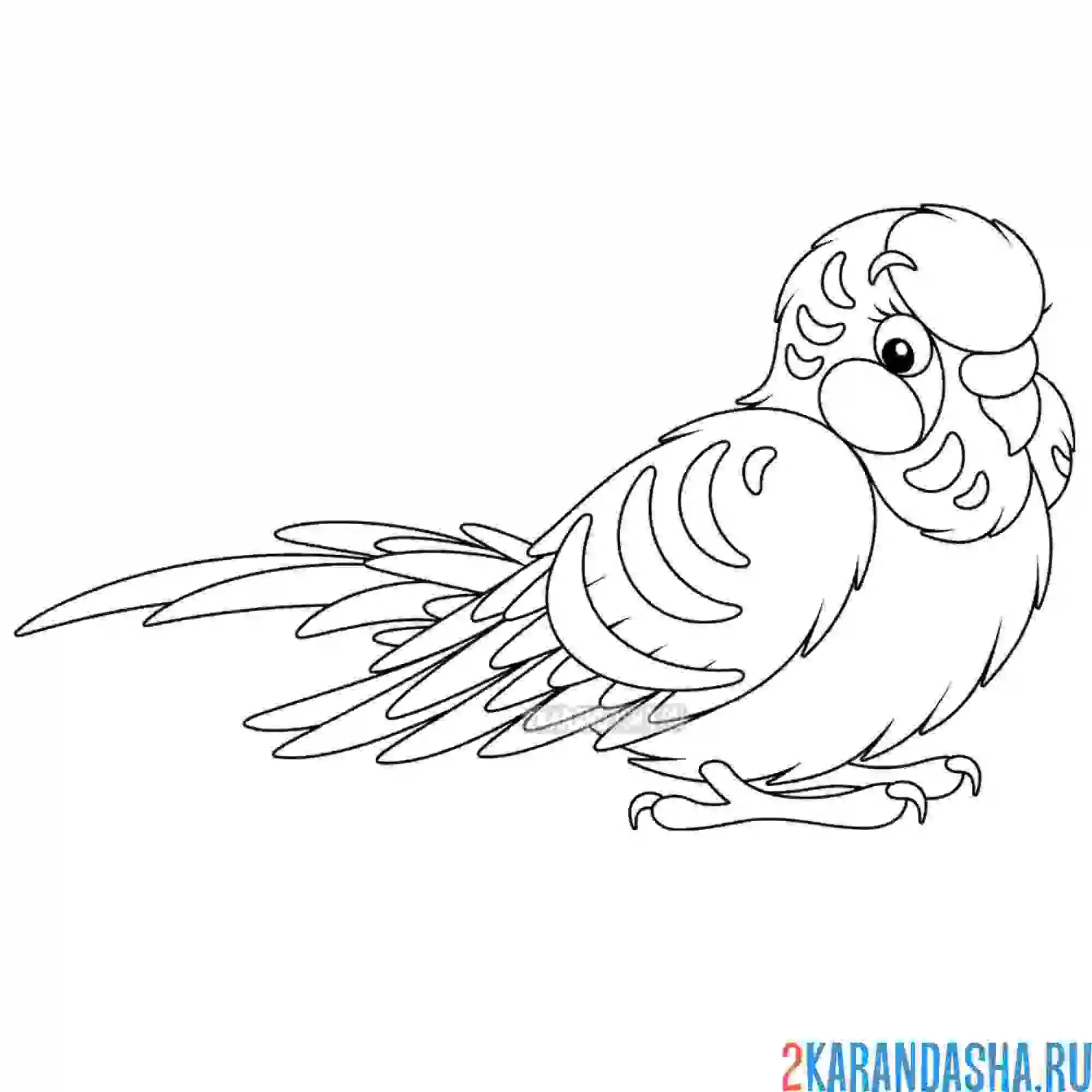 Раскраска волнистый попугайчик