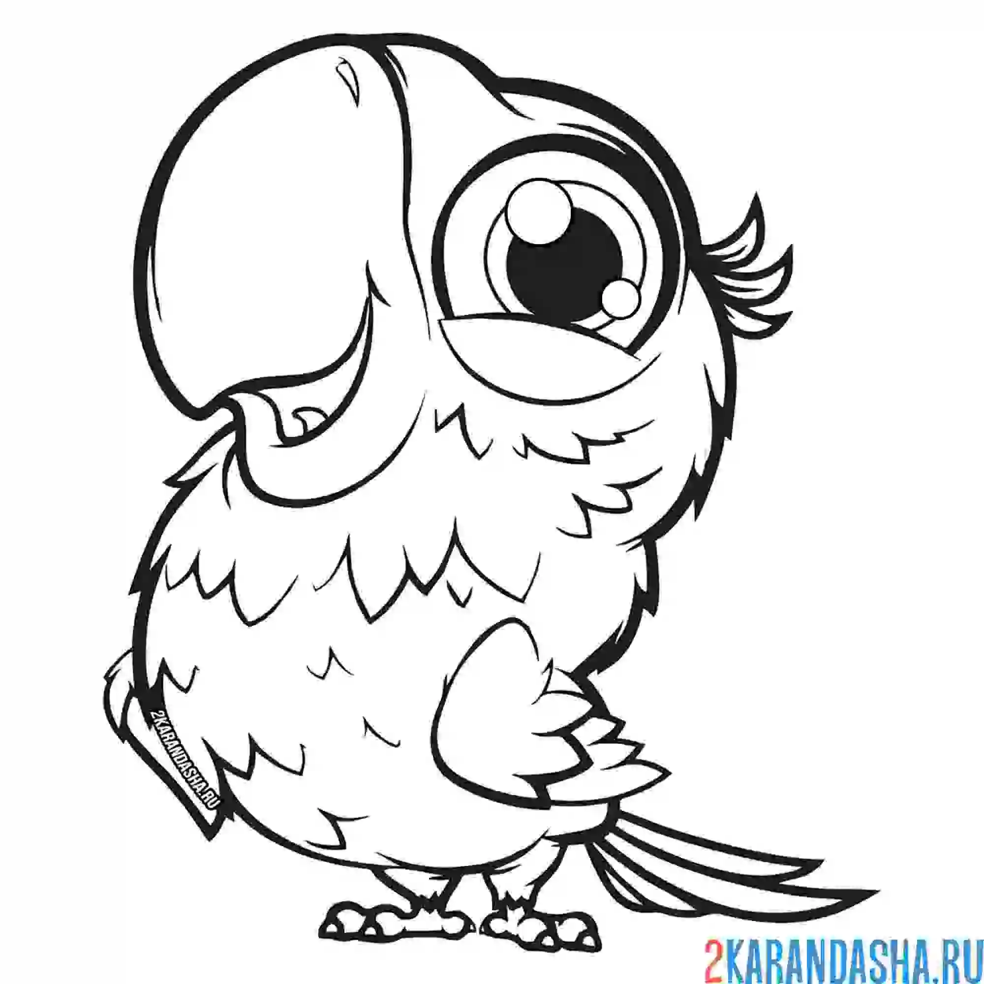 Раскраска очень милый попугай