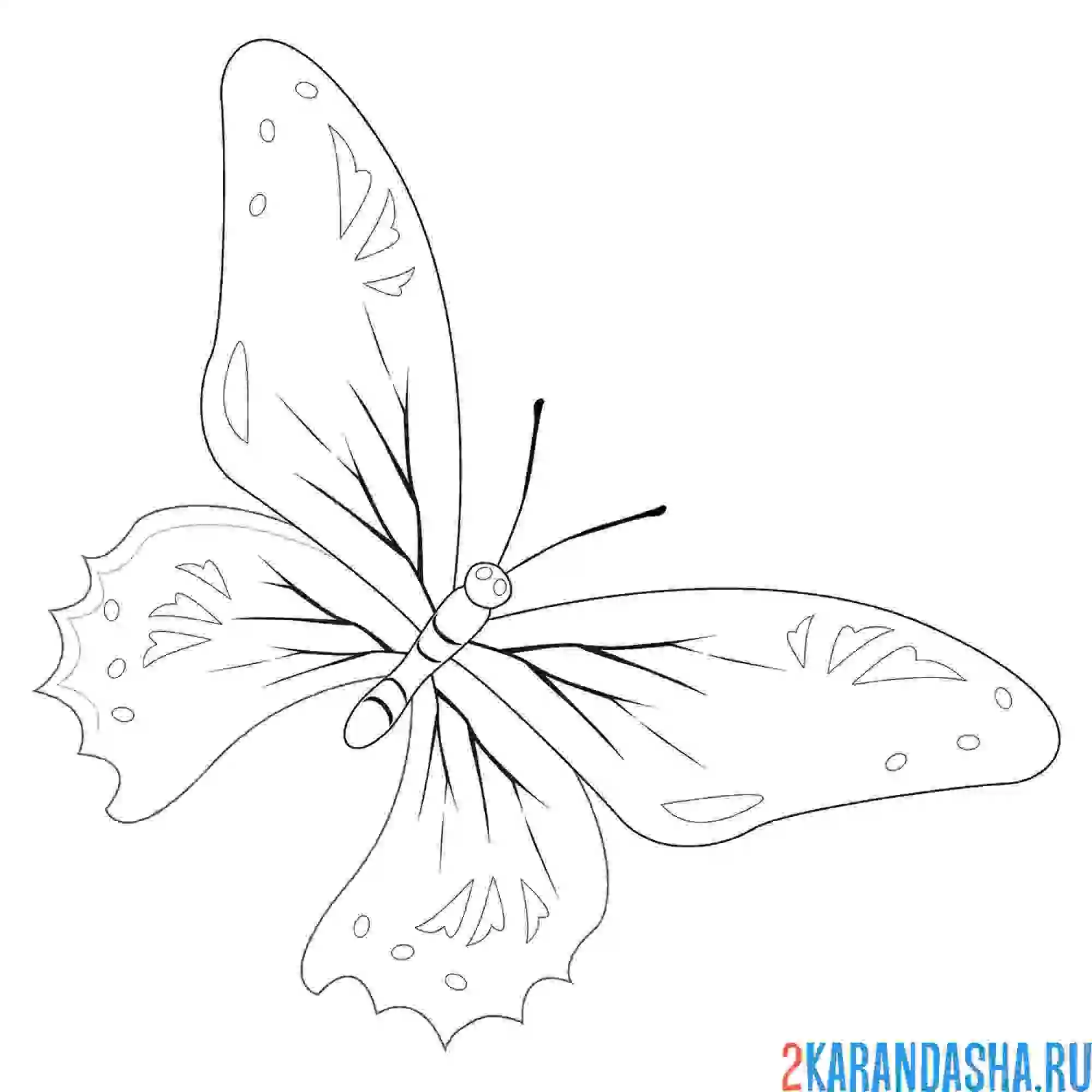 Раскраска бабочка неземной красоты