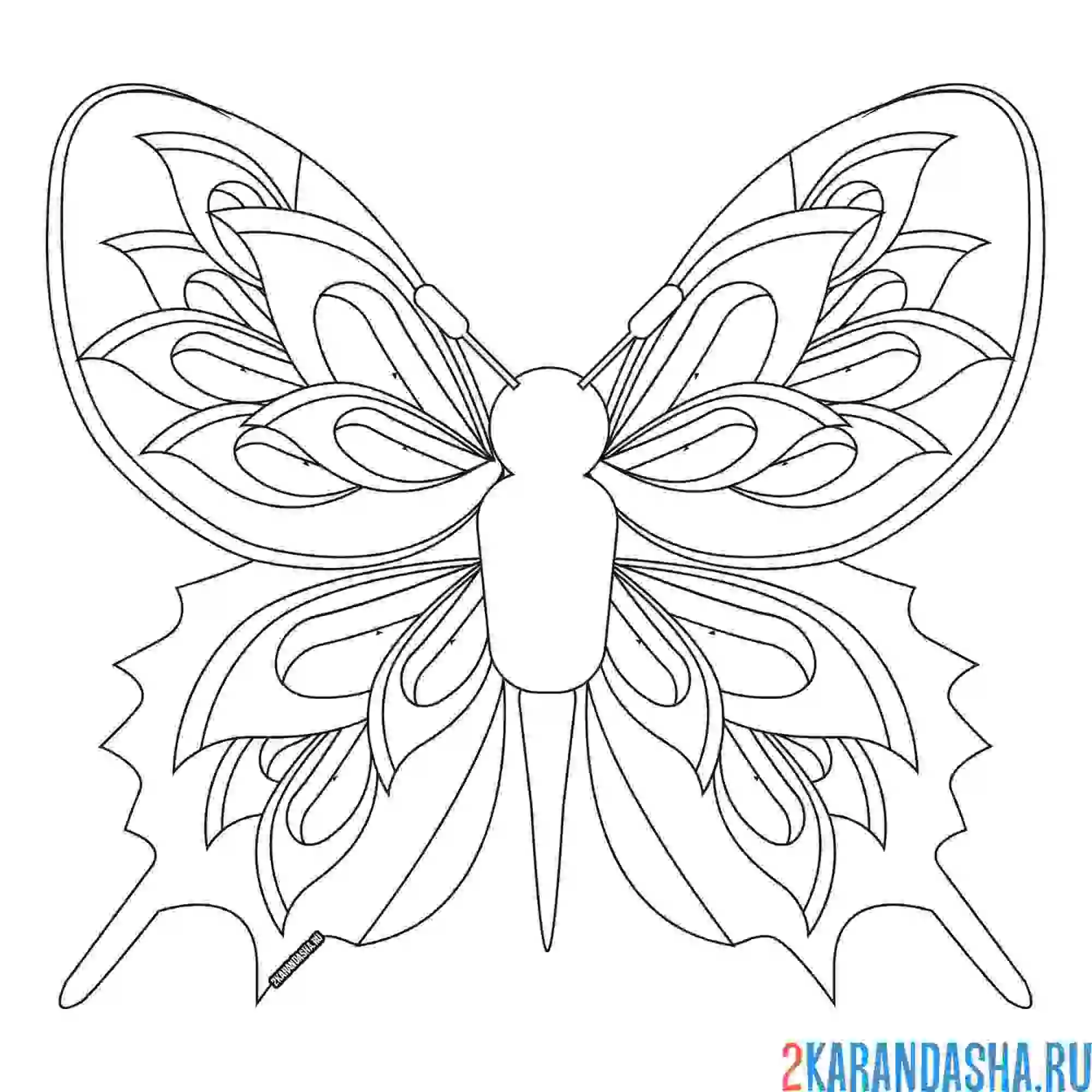 Раскраска бабочка с опахало
