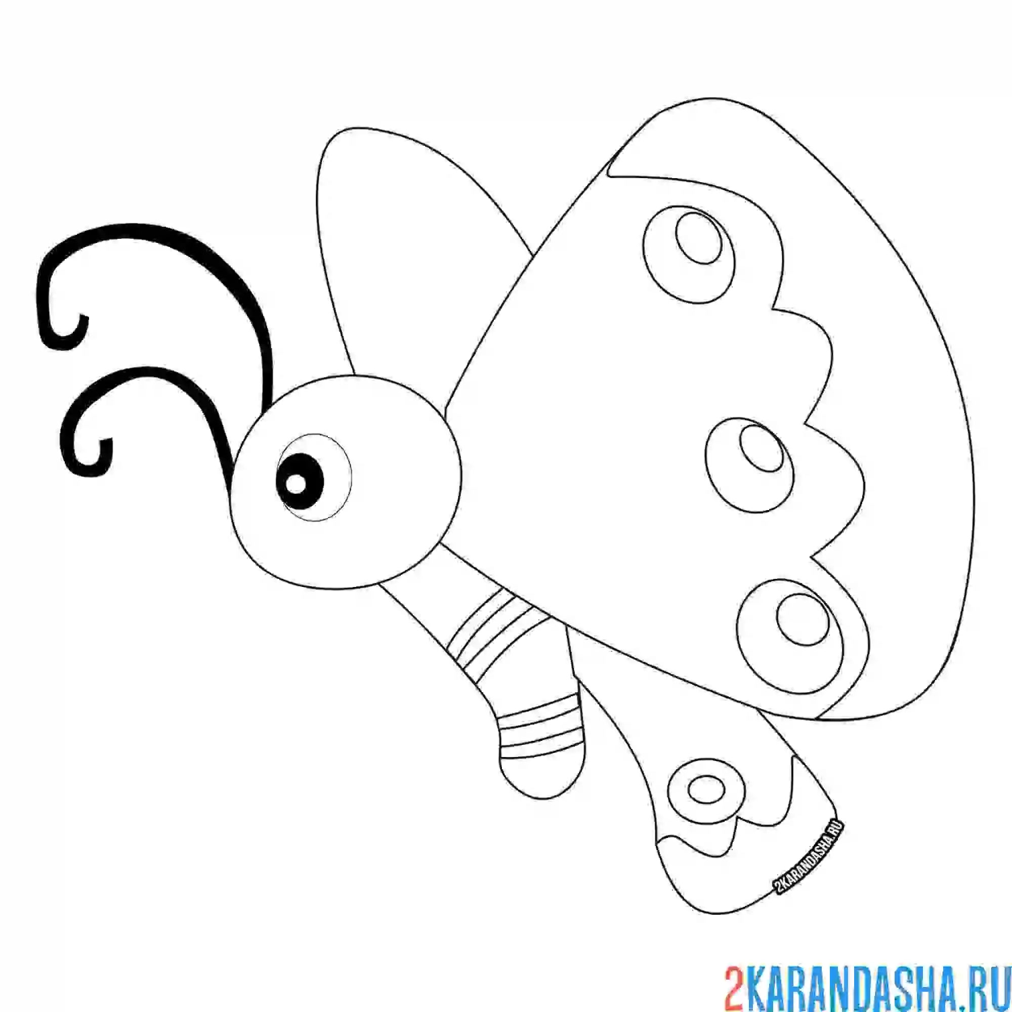 Раскраска рисунок бабочки