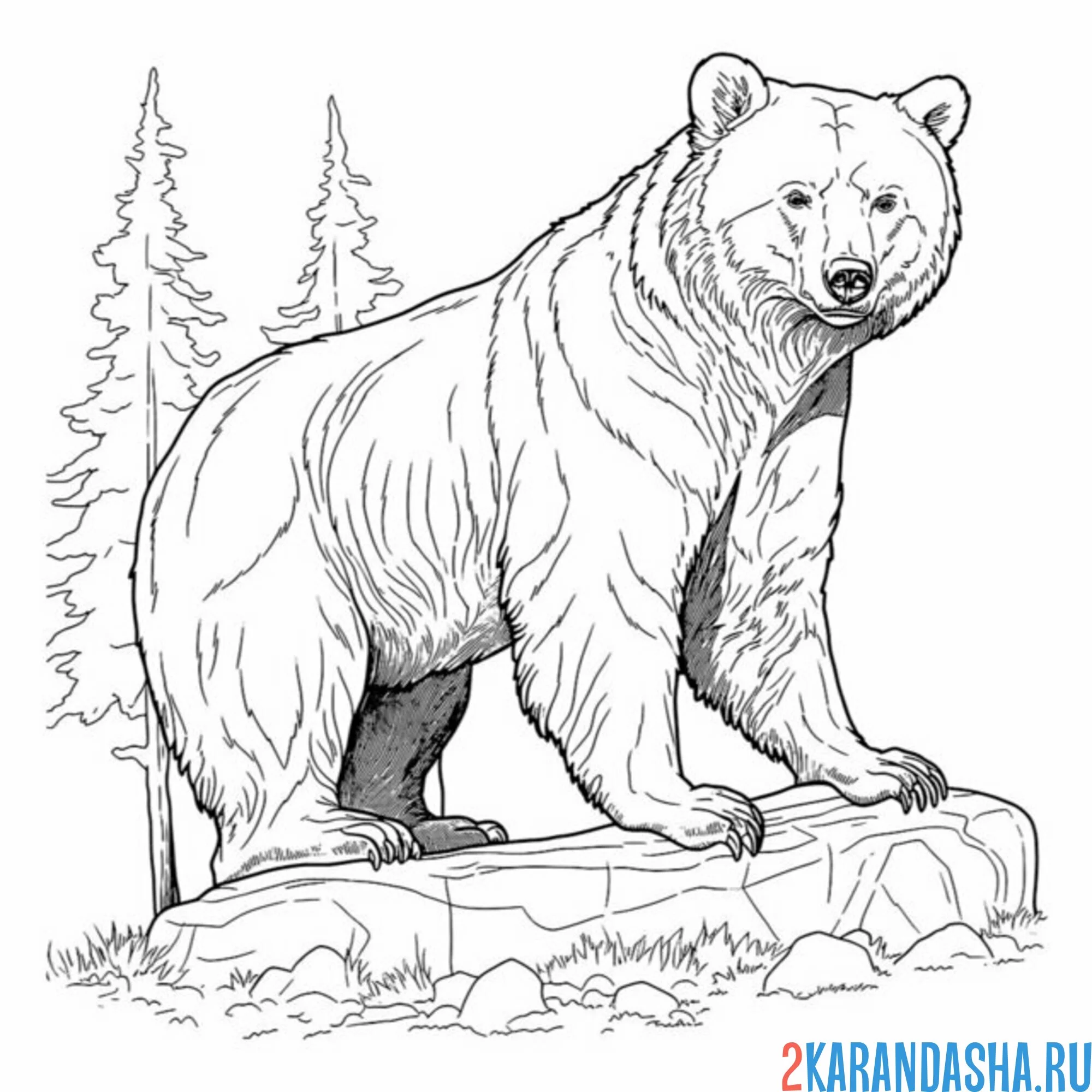 Раскраска бурый медведь в лесу