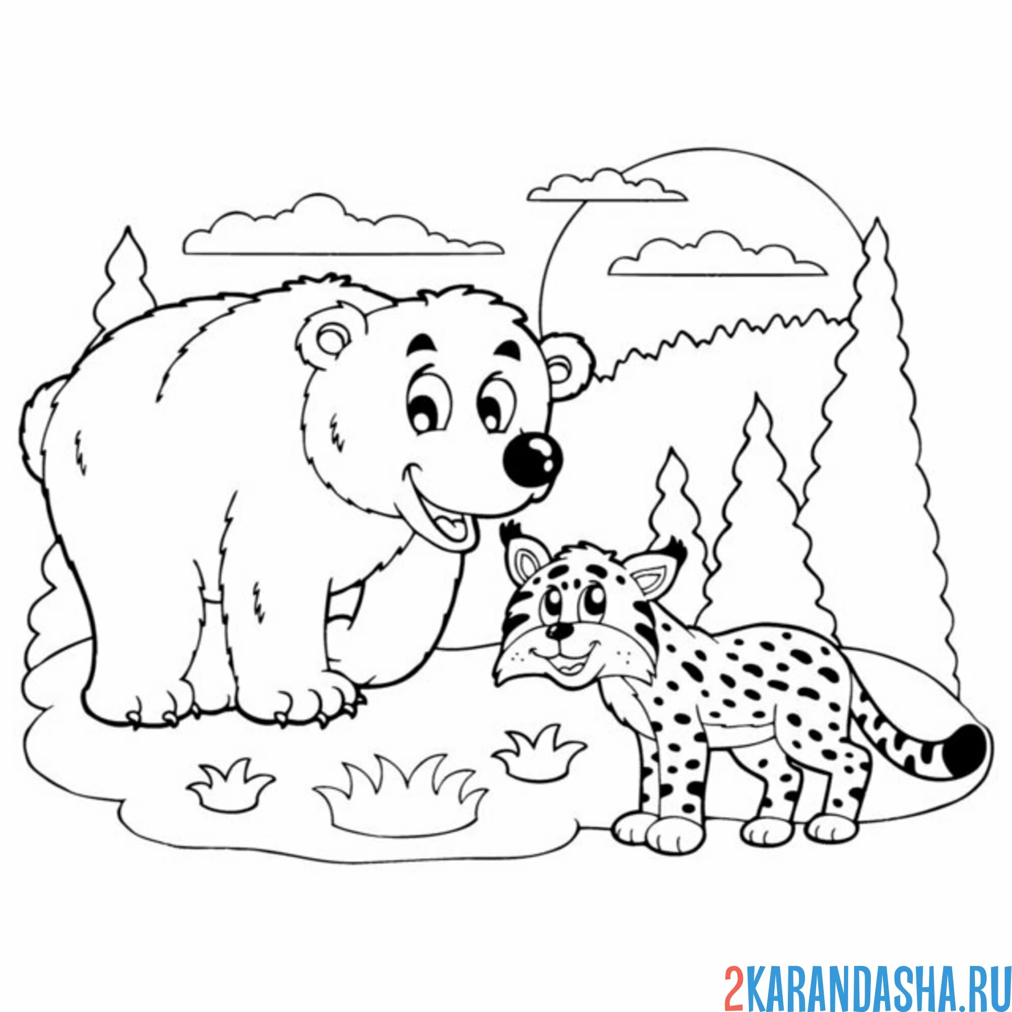 Раскраска бурый медведь и рысь