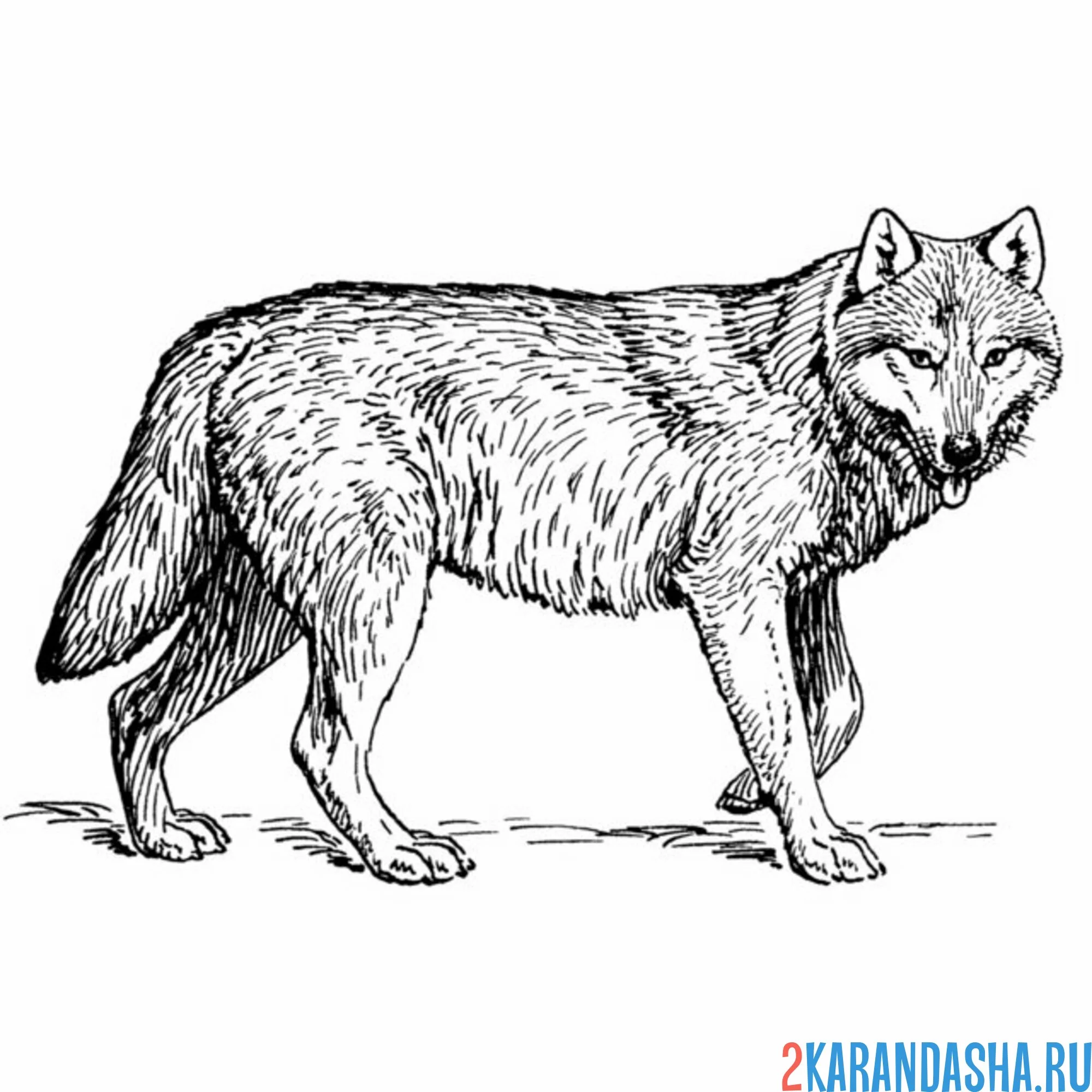 Раскраска дикий волк настоящий