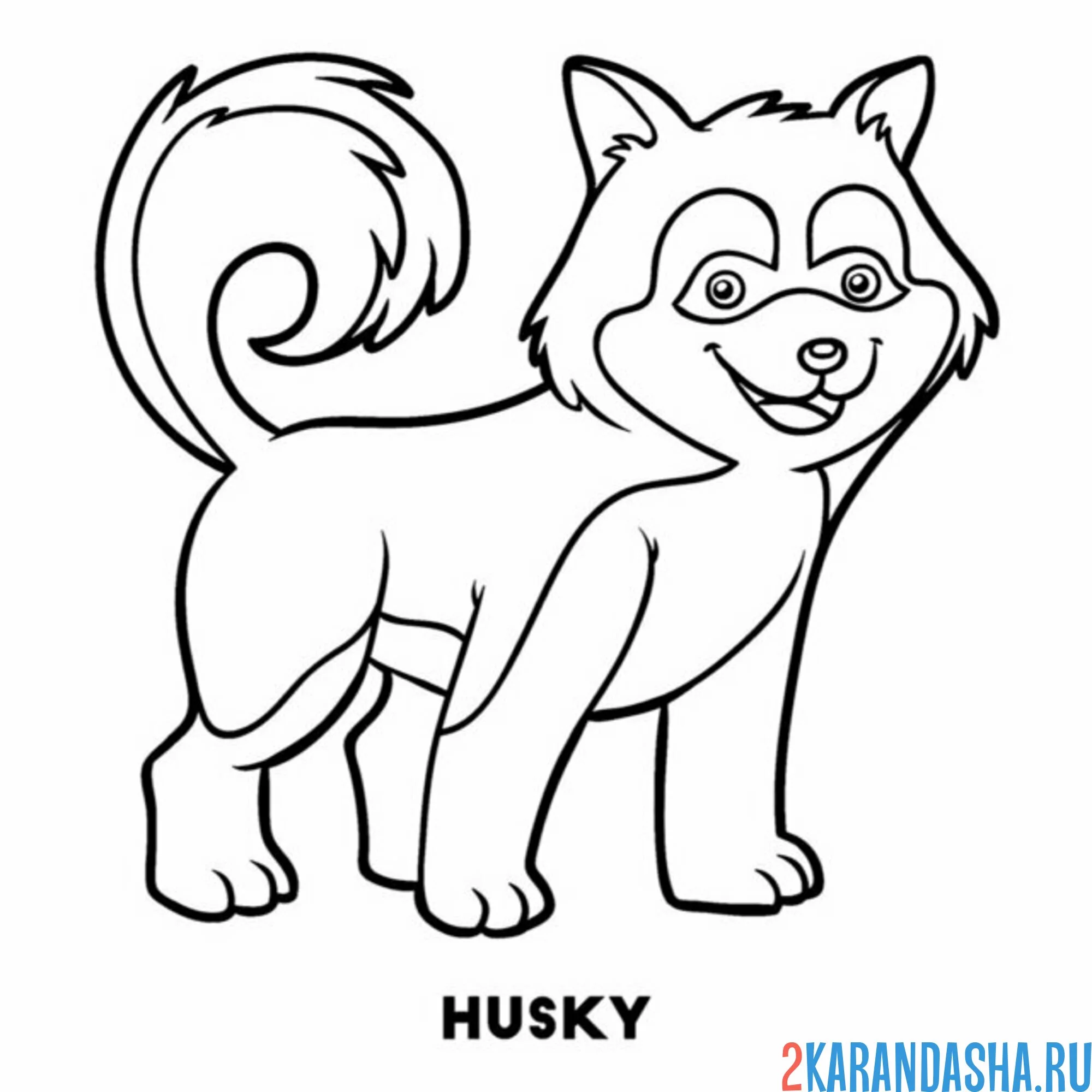 Раскраска собака хаски