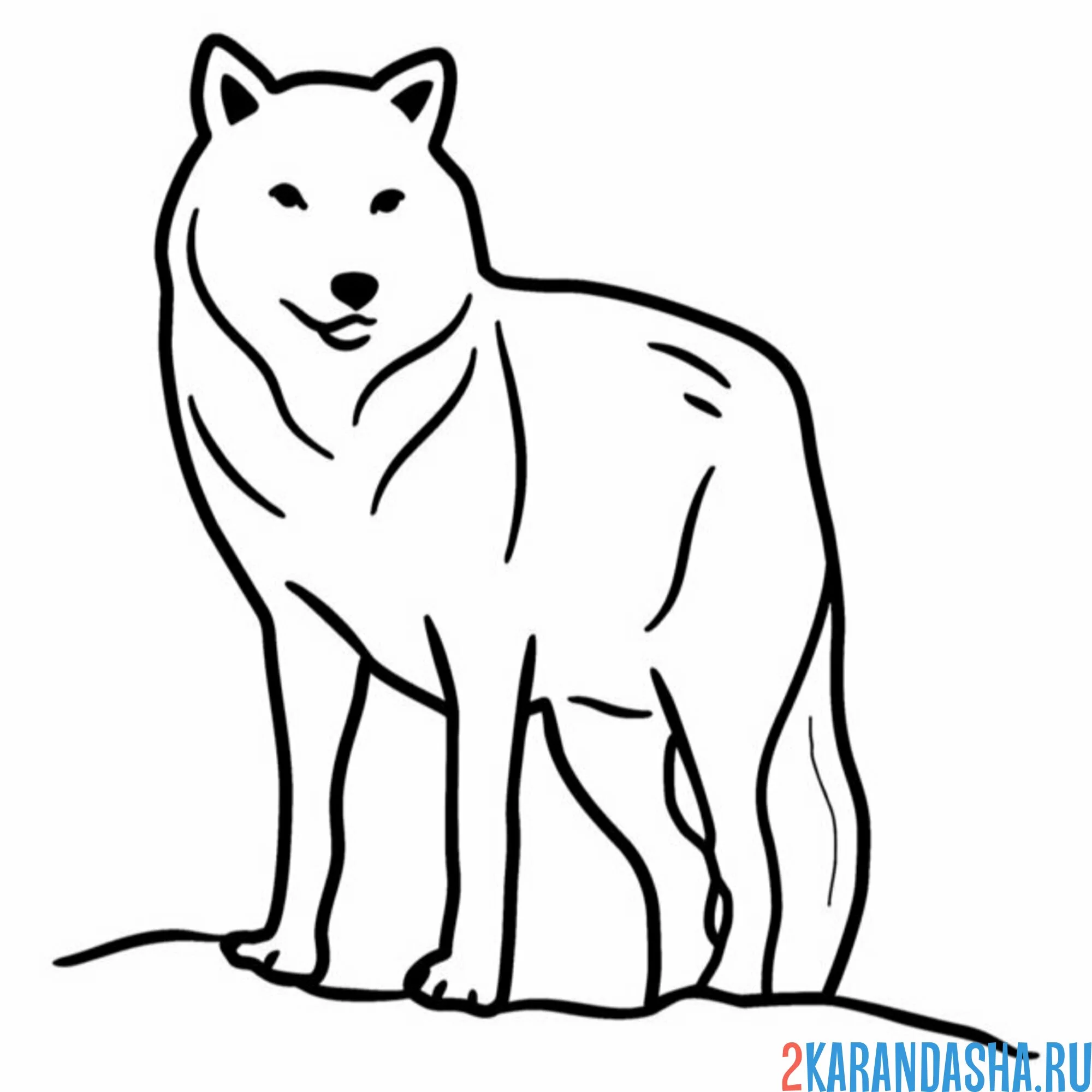 Раскраска одинокий волк