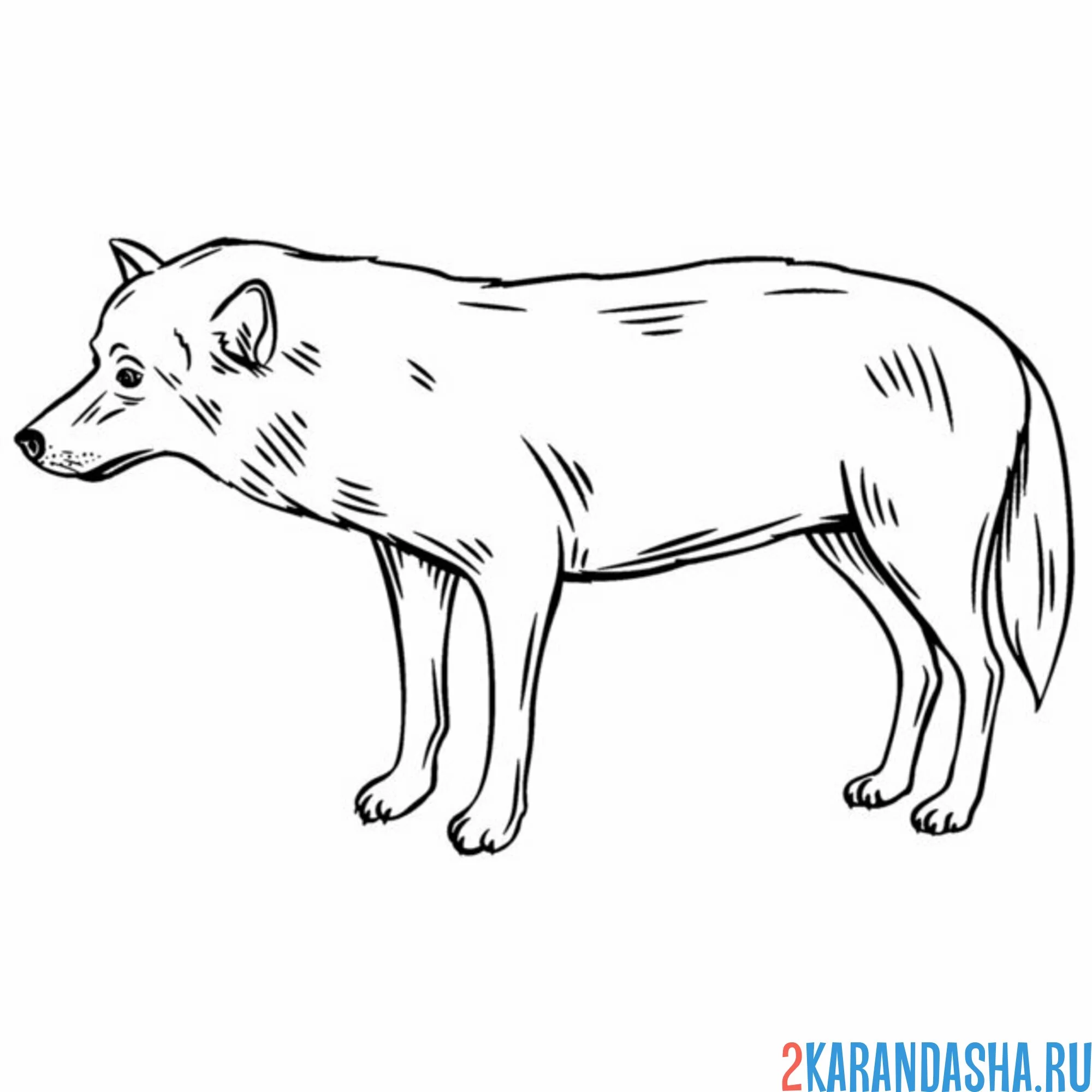 Раскраска волк вид сбоку
