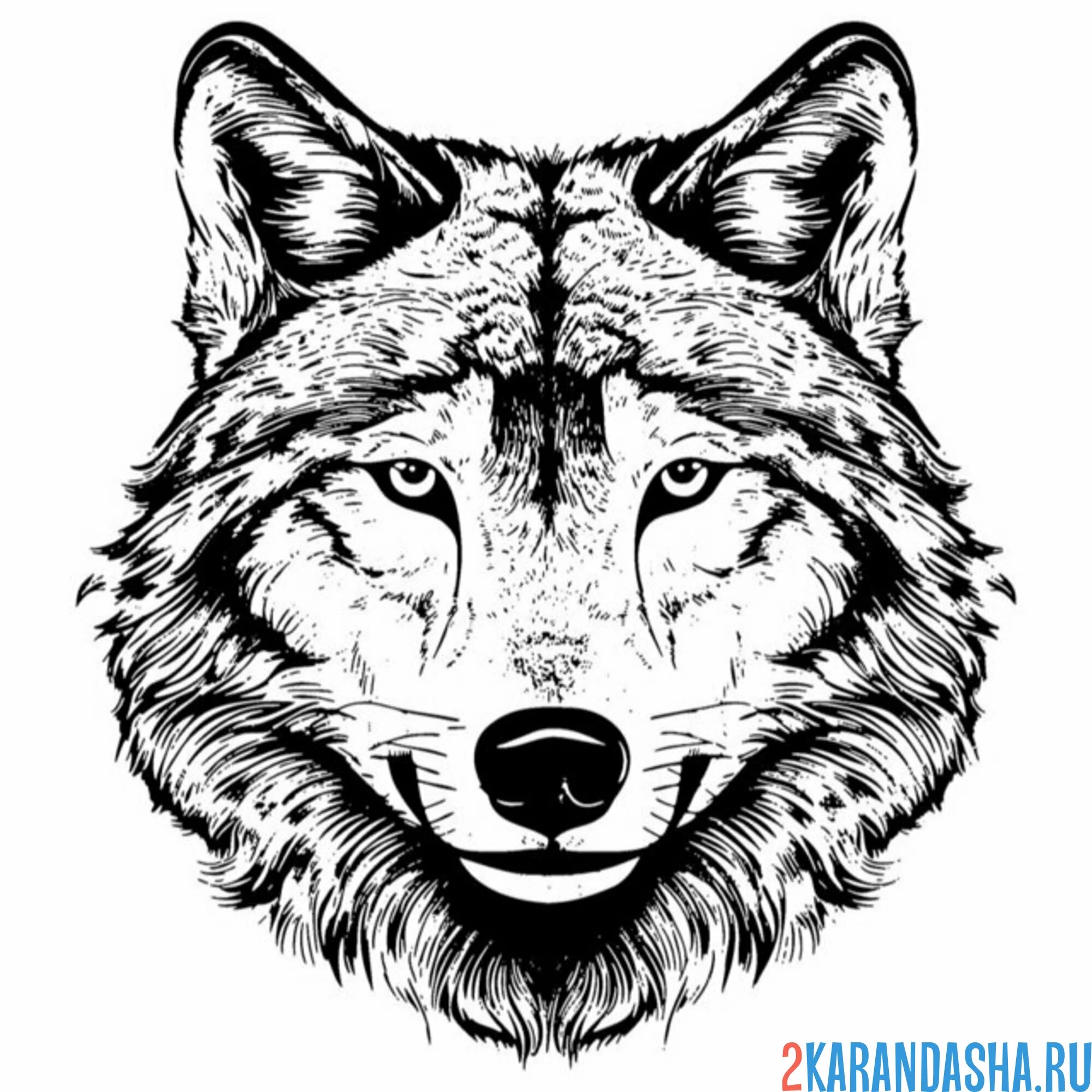 Раскраска красивая голова волка