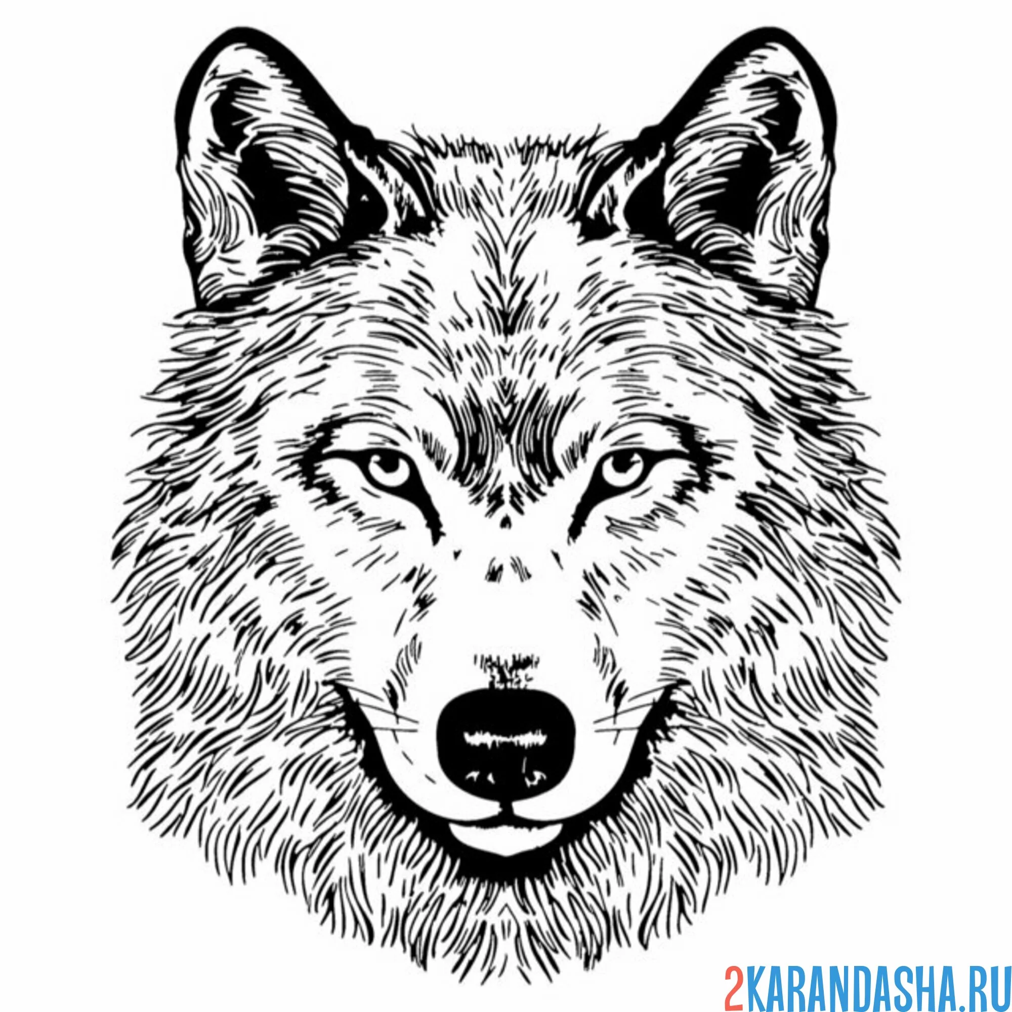 Раскраска голова настоящего волка