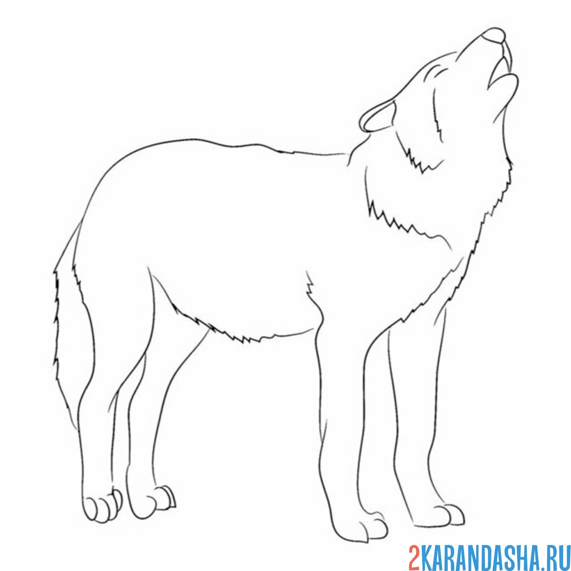 Раскраска опасный дикий волк