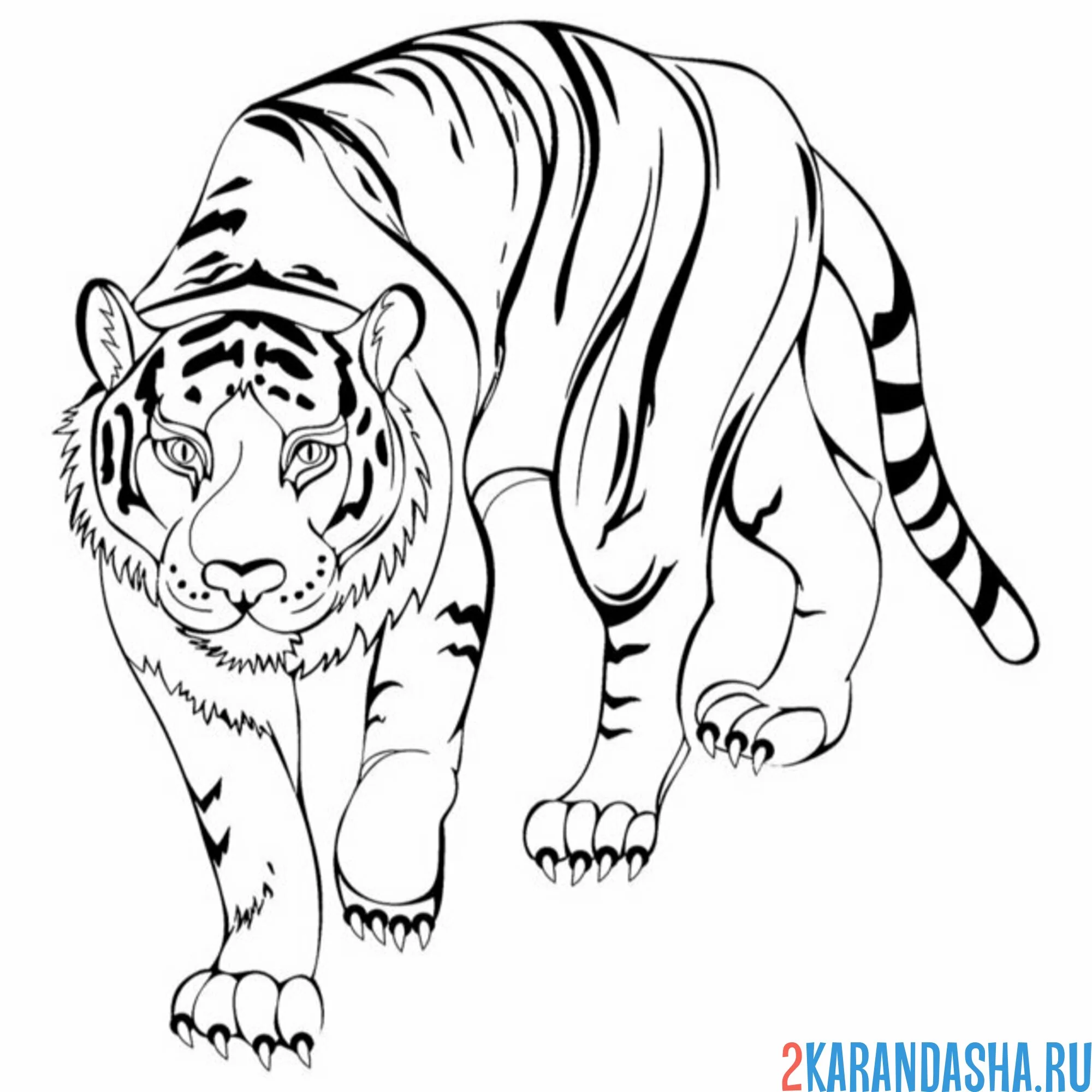 Раскраска настоящий амурский тигр